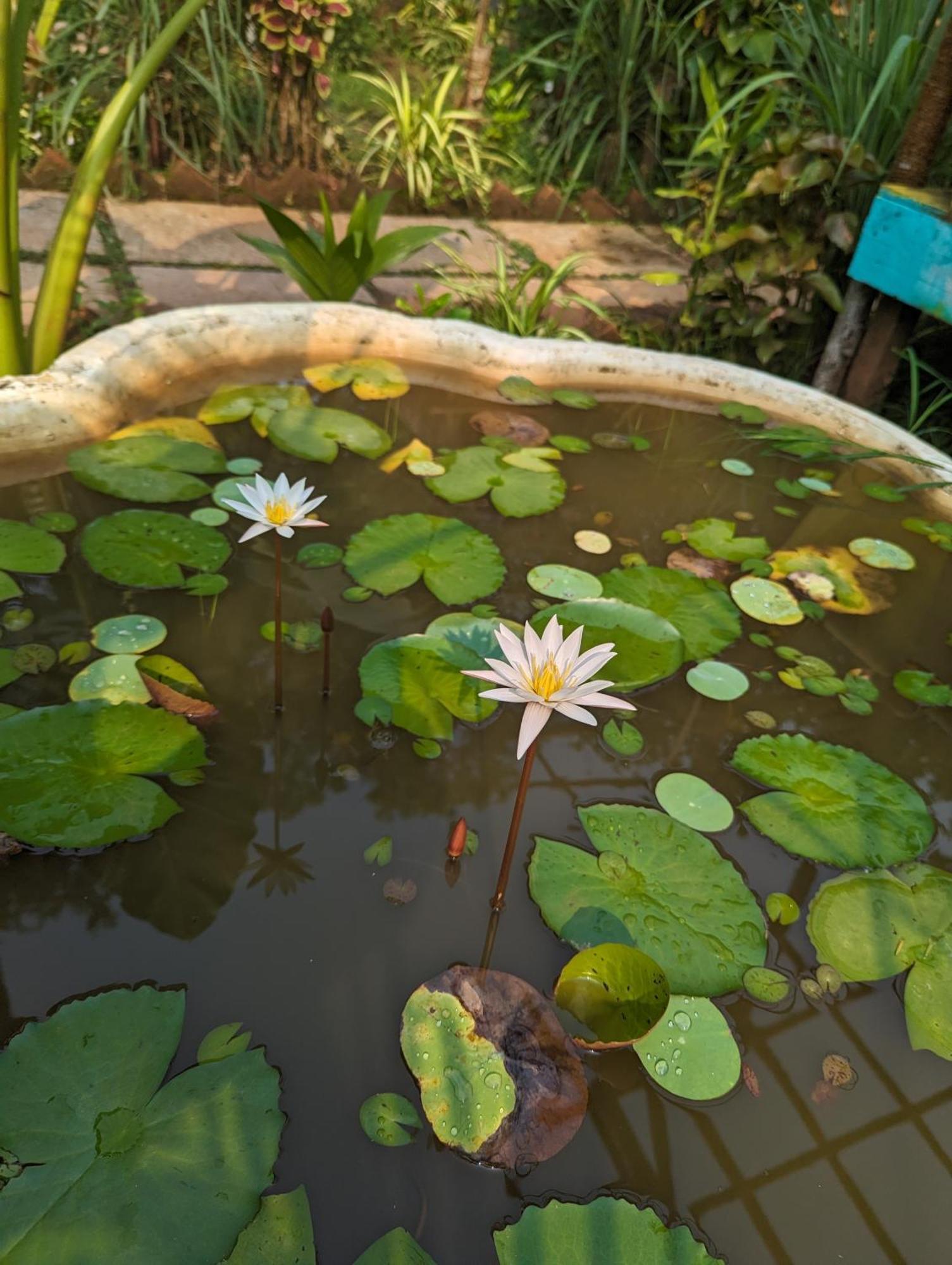 Hippie Paws Hotel มานเดรม ภายนอก รูปภาพ