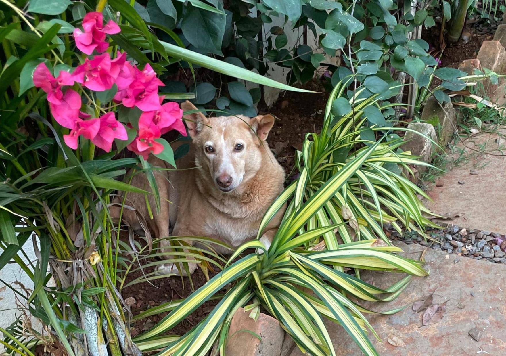 Hippie Paws Hotel มานเดรม ภายนอก รูปภาพ